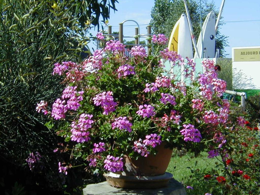 Camping De La Baie Hotel La Trinite-sur-Mer Exterior photo